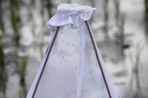 Màn ngủ mới khiến muỗi liệt cánh