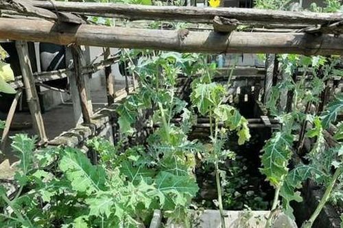 Người đàn ông trồng hàng trăm cây anh túc để 'ngâm rượu chữa bệnh'