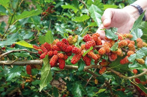 Phát triển kinh tế vườn định hướng phát triển du lịch