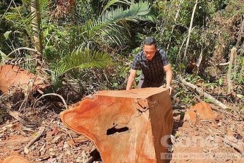 Vụ phá rừng cổ thụ Măng Đen: Khởi tố 4 đối tượng