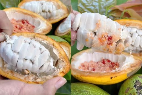 Cacao tươi chua chua ngọt ngọt, ăn kèm với muối ớt là ngon 'hết nước chấm'