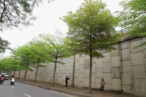 Sau khi trút lá vàng, bàng lá nhỏ xanh mướt tạo nên một khung cảnh mới cho Thủ đô