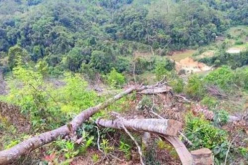 Khởi tố 11 đối tượng tham gia phá 14.000m² rừng ở Kon Tum