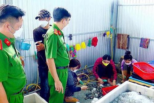 Cảnh báo vấn nạn bơm tạp chất vào tôm