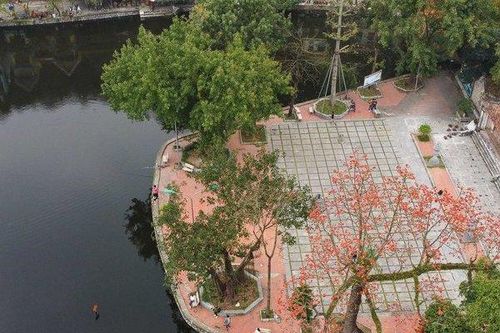 Ngắm Hà Nội rực rỡ mùa hoa tháng 3