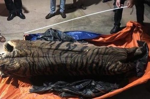 Bắt vụ vận chuyển con hổ đông lạnh nặng trên 200 kg đi tiêu thụ