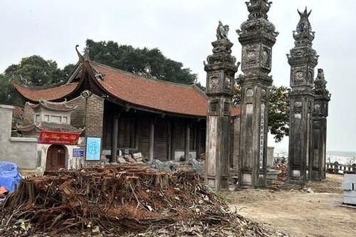 Chặt bỏ cây đa ở đình Chèm: Tùy tiện trong ứng xử với di sản