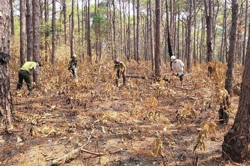 Gia Lai chủ động phòng, chống cháy rừng theo phương châm '4 tại chỗ'