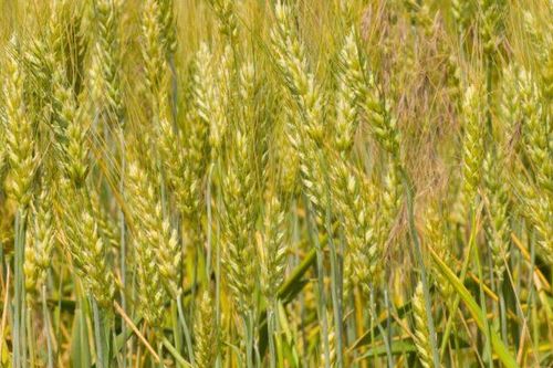 FAO: Mỹ Latinh - chìa khóa cho an ninh lương thực thế giới