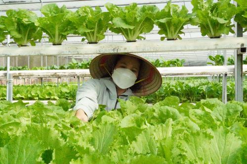 Giàu lên nhờ chuyển đổi mô hình trồng rau thủy canh công nghệ cao