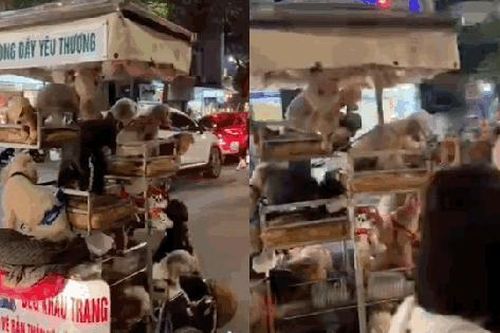 Không phải 'Mẹc' G63, chiếc 'siêu xe' chở hàng chục bé cún của một bà cụ dưới đây mới khiến người xem thích mê