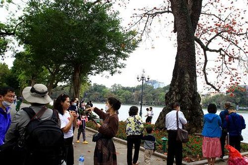 Người dân Hà Nội thích thú check in với cây gạo cổ thụ bên hồ Gươm