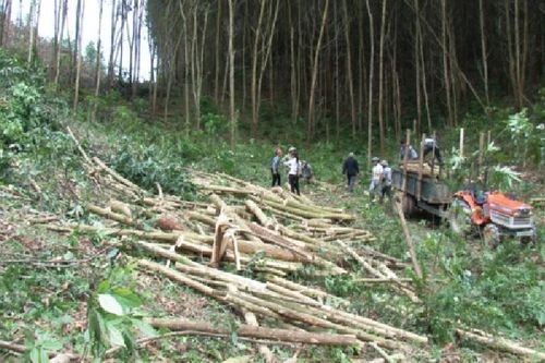 Người đàn ông bị cây đập trúng đầu tử vong khi khai thác keo