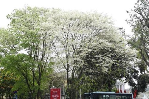Ngỡ ngàng mùa hoa sưa Hà Nội