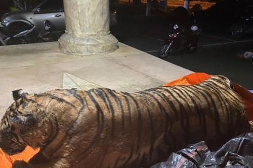 Bắt 3 đối tượng vận chuyển hổ hơn 200 kg đi tiêu thụ