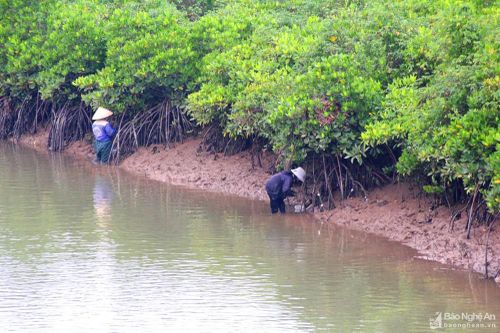 Bảo vệ và phát triển rừng ven biển Nghệ An