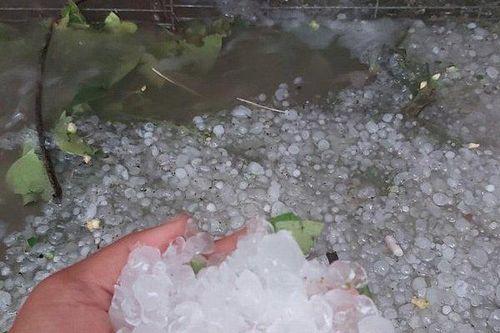 Đà Lạt: Mưa đá gây thiệt hại nhiều hoa màu