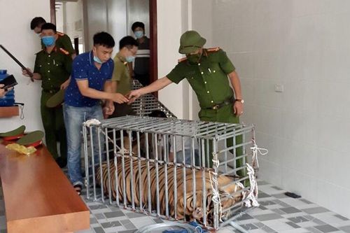 Nâng cao hiệu quả xử lý tội phạm về động vật hoang dã