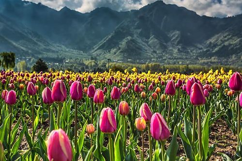 Chiêm ngưỡng vườn hoa tulip lớn nhất châu Á đẹp ngất ngây