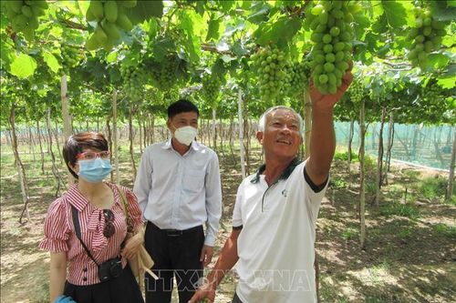 Ninh Thuận phát huy tiềm năng vùng đất 'ít mưa, thừa nắng'