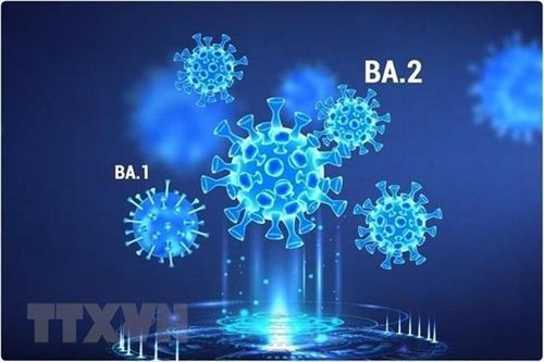 BA.2 trở thành biến thể chủ đạo gây COVID-19 trên toàn cầu