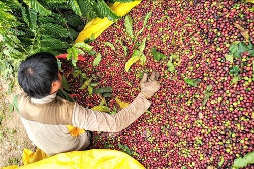 Thí điểm xây dựng vùng nguyên liệu nông, lâm sản và khuyến nông cộng đồng