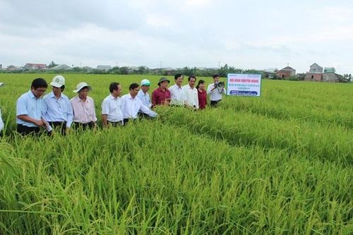 Phê duyệt Đề án Nâng cao hiệu quả hoạt động công tác khuyến nông