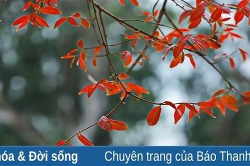 Bằng lăng mùa lá đỏ