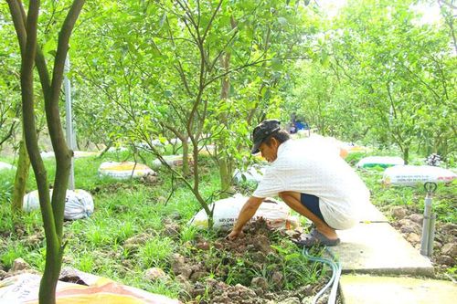 Chủ động bảo vệ vườn cây có múi trong thời điểm nắng nóng