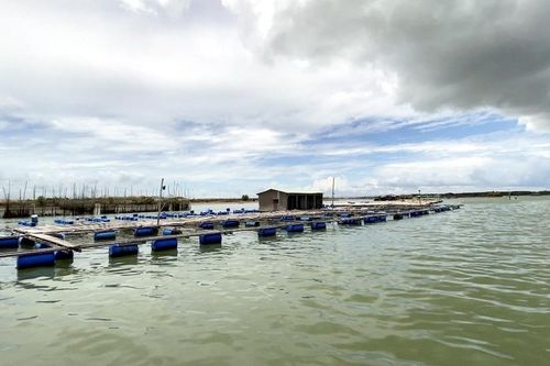 Bà Rịa – Vũng Tàu: Công tác giải tỏa lồng bè quá chậm so với chủ trương