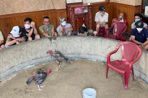 Triệt phá sới đá gà ăn tiền trong nhà, thu giữ hàng trăm triệu đồng
