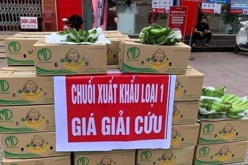 Chuối tiêu tắc biên quay đầu bán giải cứu, giá rẻ chưa từng có 5.000 đồng/kg