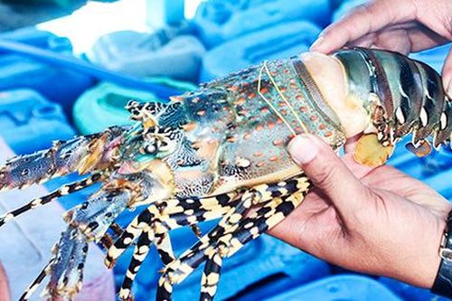 Thực hư tôm hùm sale sập sàn, hơn 100.000/kg