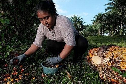 Honduras, thiên trường ca của đất và máu