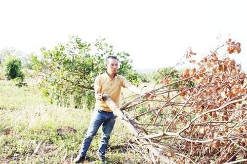 Nóng tình trạng tranh chấp đất rừng ở Tây Nguyên