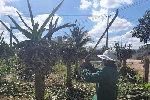 Nhà vườn ồ ạt chặt bỏ thanh long
