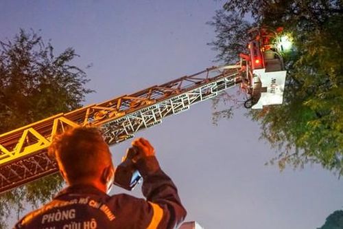 Toát mồ hôi xử lý tổ ong vò vẽ 'khủng' giữa trung tâm TPHCM