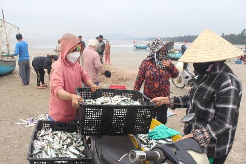 Cá trích vào mùa, ngư dân Quỳnh Lưu trúng bạc triệu mỗi ngày