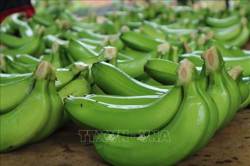 Trên 4,7 tỷ đồng phát triển thương hiệu chuối Laba