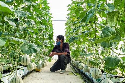 Chọn lọc để ưu đãi FDI, đừng để nông dân thiệt