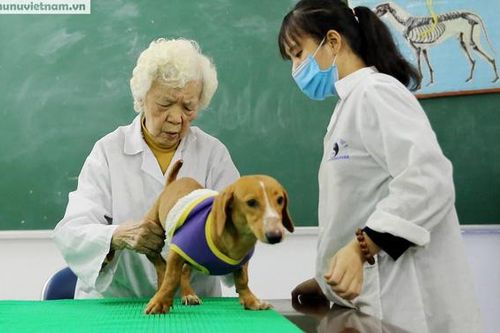 Cụ bà 90 tuổi mở phòng khám, châm cứu miễn phí cho thú cưng