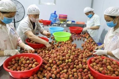 Vải thiều Việt Nam nỗ lực chinh phục thị trường Mỹ