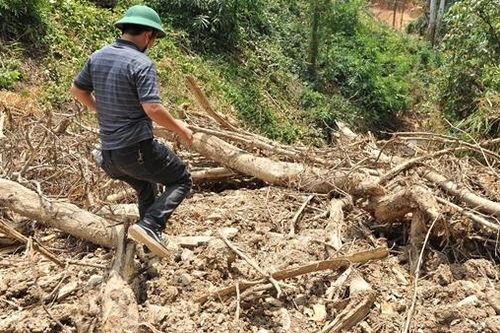 Xử lý nghiêm vụ đất rừng bị san ủi trái phép nhưng xã không biết
