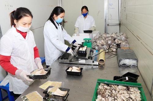 'Kéo' doanh nghiệp đến với nông dân