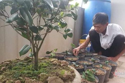 Cơn sốt hoa trà như lan đột biến, nhánh cây giống bằng nửa cái đũa 'hét' 20 triệu