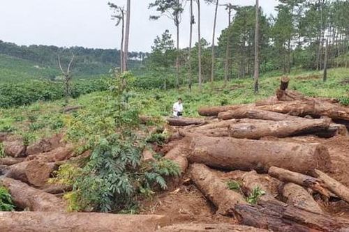 Xử lý nghiêm tình trạng phá rừng, lấn chiếm đất rừng tại Lâm Đồng