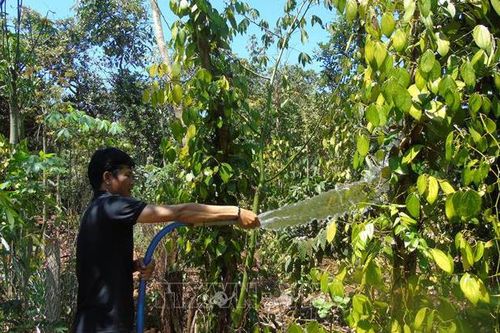 Tiết kiệm nước tưới cho cây trồng
