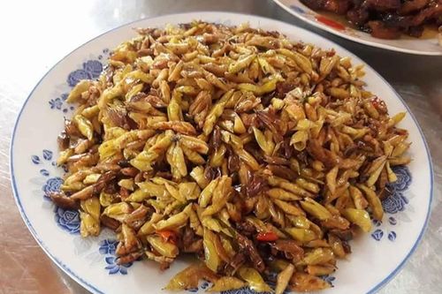Hết hồn với món đặc sản được ví như 'tôm rừng' của Tây Nguyên