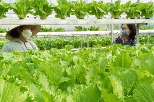 Bình Thuận: Trồng rau thủy canh công nghệ cao cho thu nhập khá