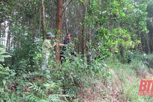 Bảo vệ gắn với phát triển rừng bền vững tại Ban Quản lý rừng phòng hộ Lang Chánh